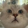 谁吃了咪的小鱼干🐾