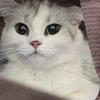 喵喵是只猫