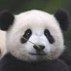 合抱之木