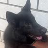 东德牧羊犬小球儿一家