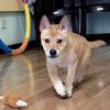 田园犬金条