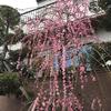 清盈