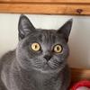家有蓝猫