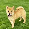 成都田园犬之家