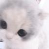 小猪（无畏契约）