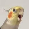 大宝爱唱歌🦜