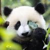 竹苗儿侠