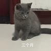小跳猫猫🐱