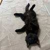 暴走的黑子🐱
