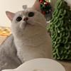 猫咪统治世界噜
