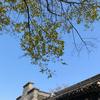 芝士拉面