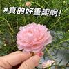 大燕子姐姐