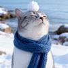 猫猫🐱