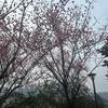 花开花落