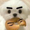 饭团小狗（上学版）头像