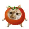 冲动的tomato🍅