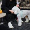 平安🐶