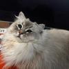 我的猫叫CGS