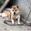 建宁猎犬繁殖🐶