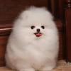 犬心犬意萌宠汇