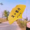 小白楊