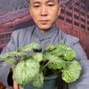 森林木本