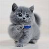 灰灰猫