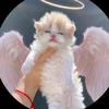 福州猫研社🐱🐶猫狗救助收容