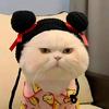 呆小布