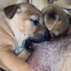还没有想好叫什么犬舍