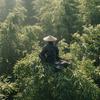 大不溜Z