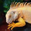Jungle Lab -