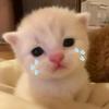 野猪乔治