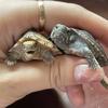 养龟的佩奇吖🐢