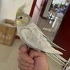 百变小鹦鹉🦜流星孵化器总代