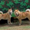 吾喜国犬