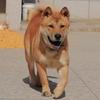 中华田园犬《亿峰犬舍》