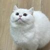 开门鉴猫