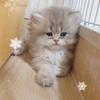 八九、十只猫