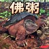 佛粥不是佛州