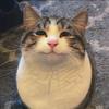 猫咪咪