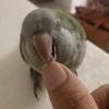 🦜爱好者