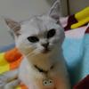 夹生饭