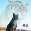 大猫