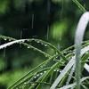 晨雨(视频剪辑)