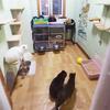 猫猫在家萌宠托儿所