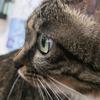 爱豆是只猫🐱