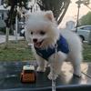 小白不太白