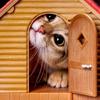 小猫～