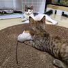 岚